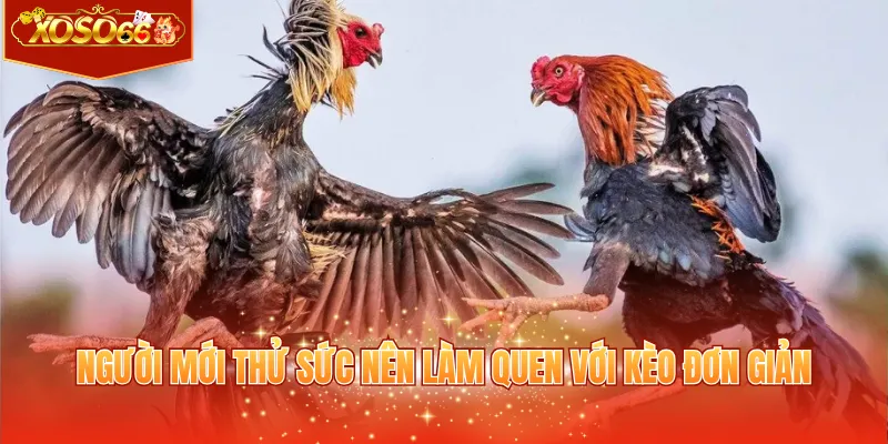 Người mới thử sức nên làm quen với kèo đơn giản